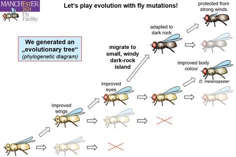 f95 null hypothesis|Lab 4: Fruit Fly Genetics .